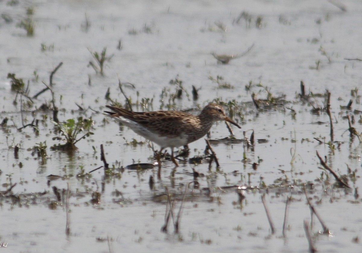 Pectoral Sandpiper - Rob & Janice Tartell