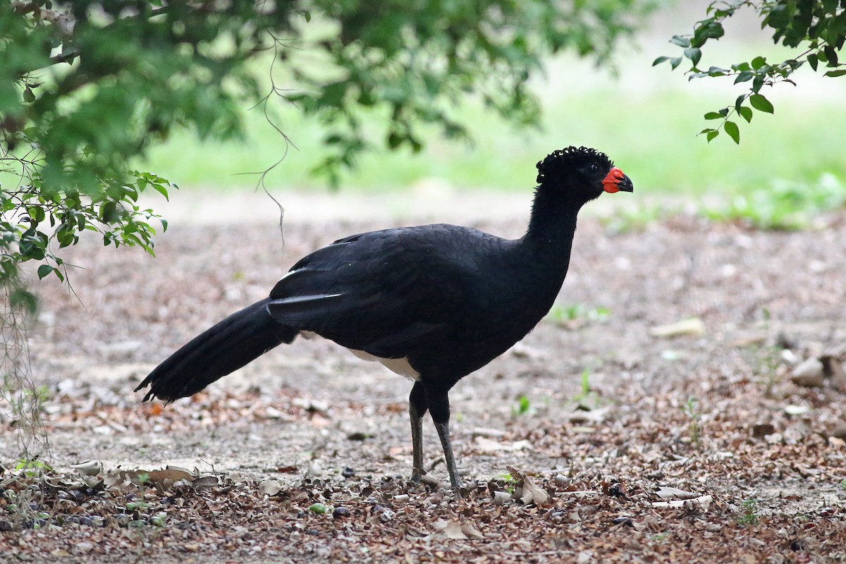 Red-billed Curassow - ML250943021