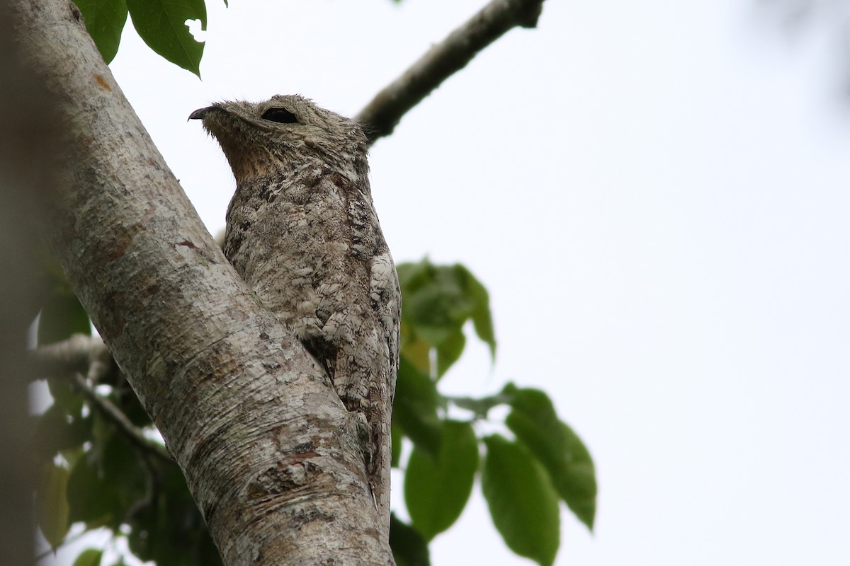 Great Potoo - Brendan Ryan