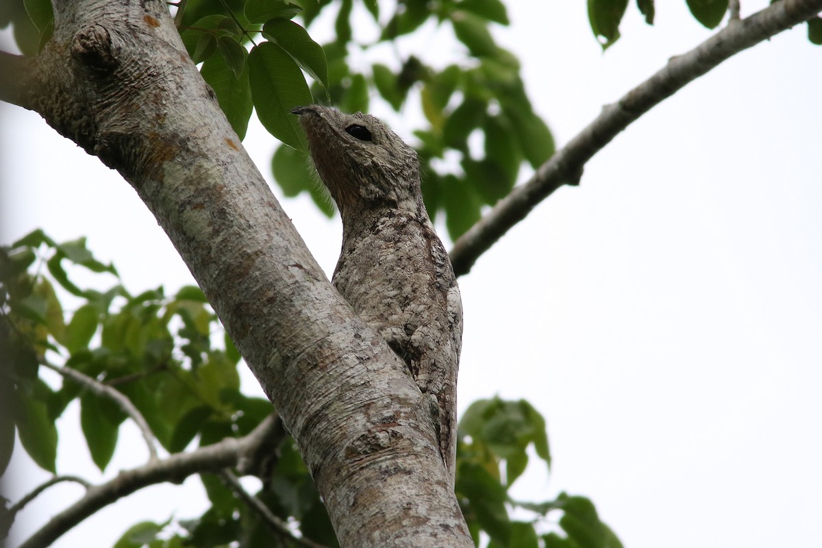 Great Potoo - Brendan Ryan