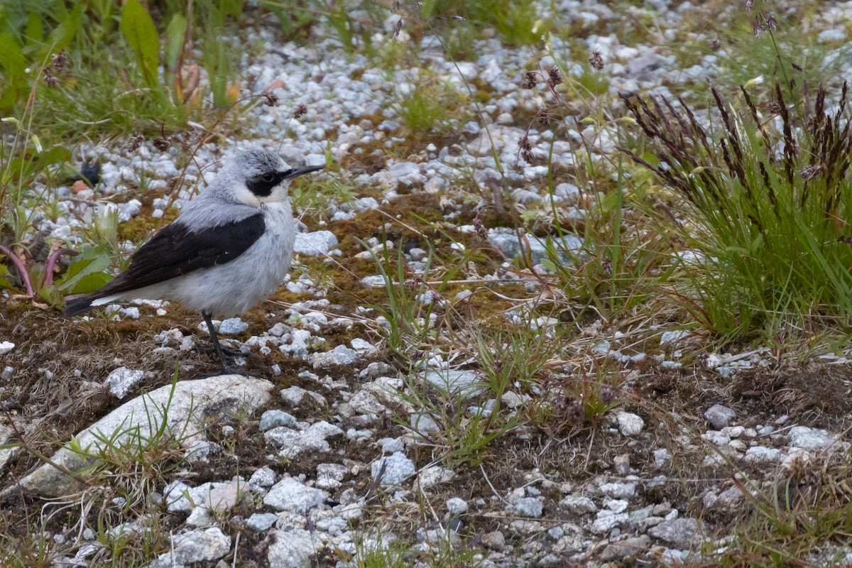 Northern Wheatear - ML250943371