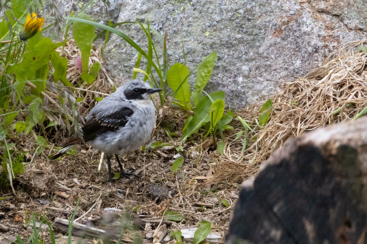 Northern Wheatear - ML250943401