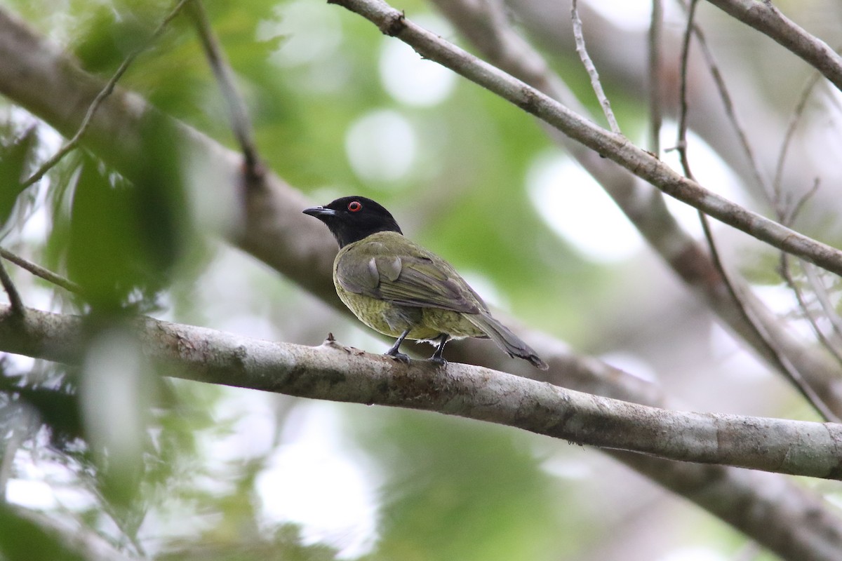 Cotinga Cabecinegro - ML250943431