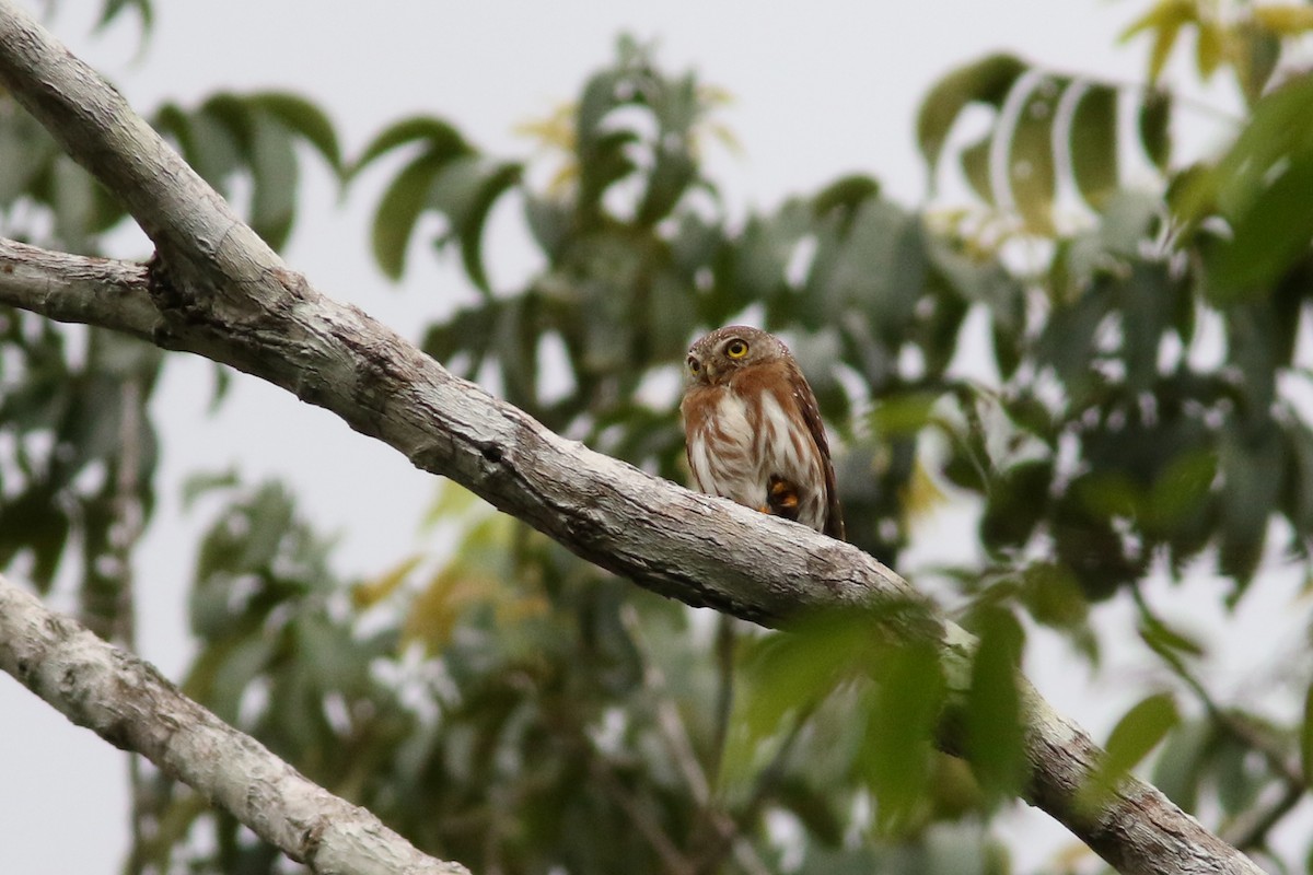 Least Pygmy-Owl - ML250943531