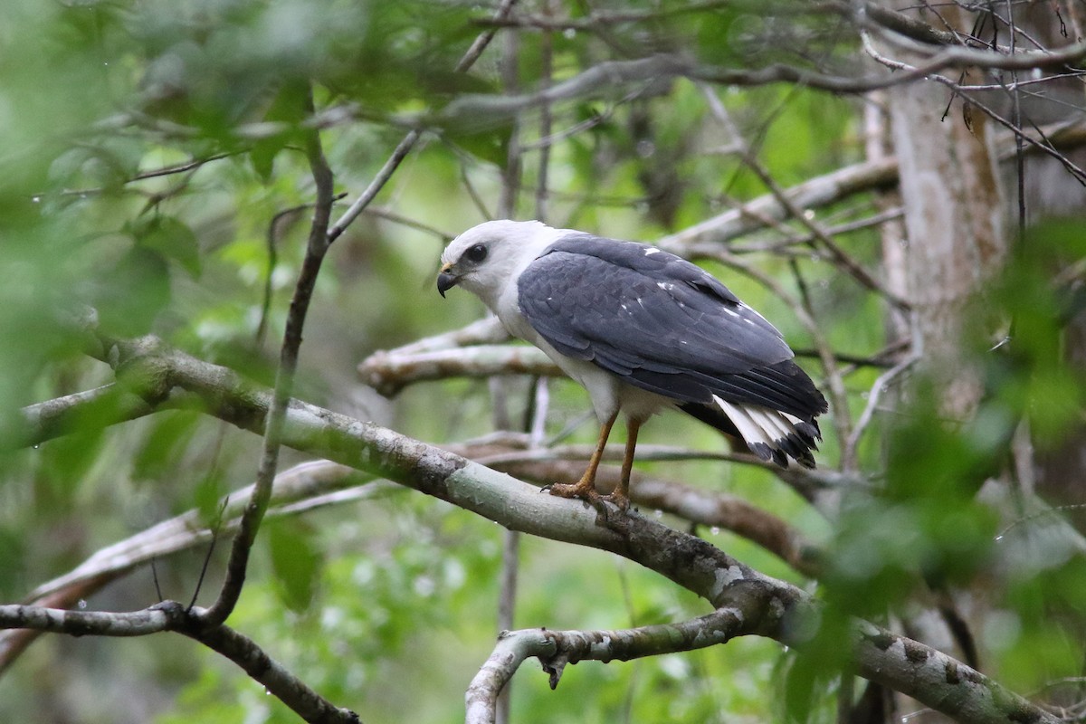 White-necked Hawk - ML250943761