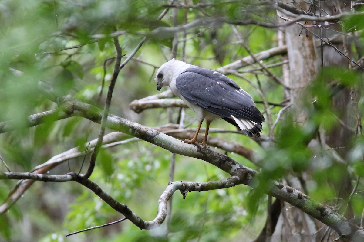 White-necked Hawk - ML250943811