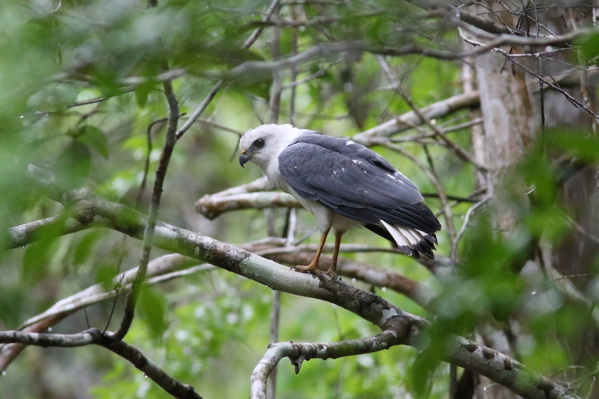 White-necked Hawk - Brendan Ryan