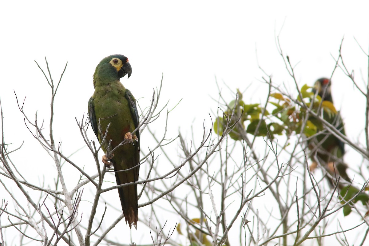 Blue-winged Macaw - ML250944171