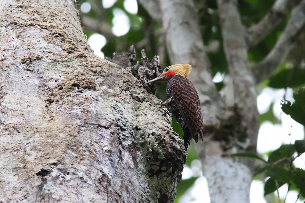 Blond-crested Woodpecker - Brendan Ryan