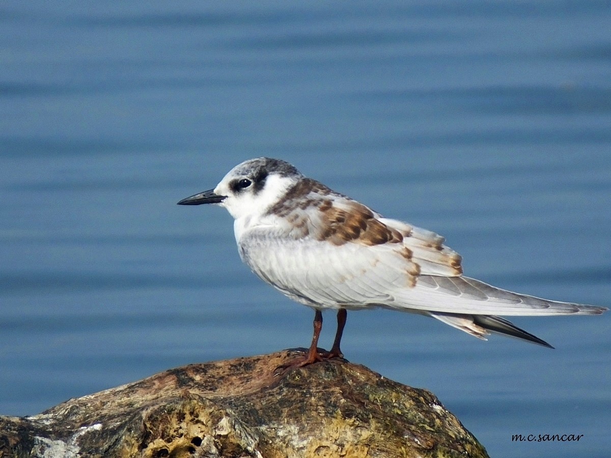 Whiskered Tern - ML250944711