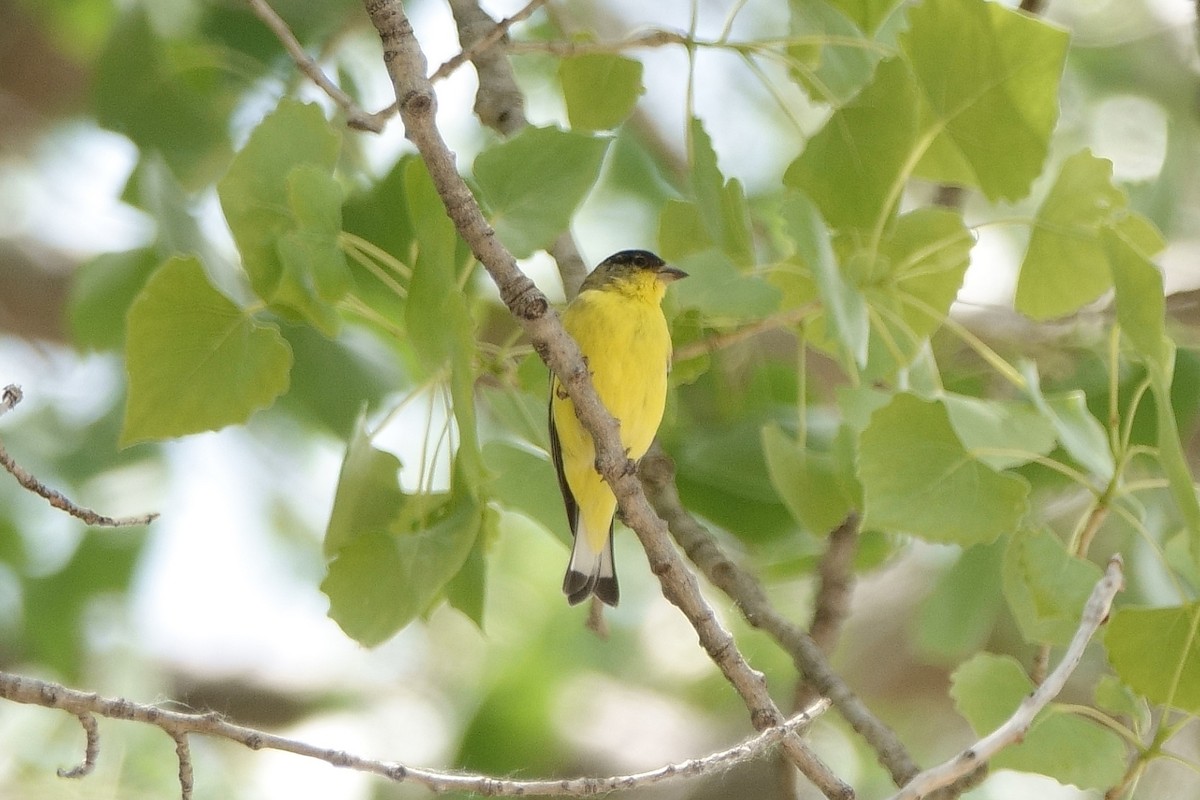 Lesser Goldfinch - ML250945811