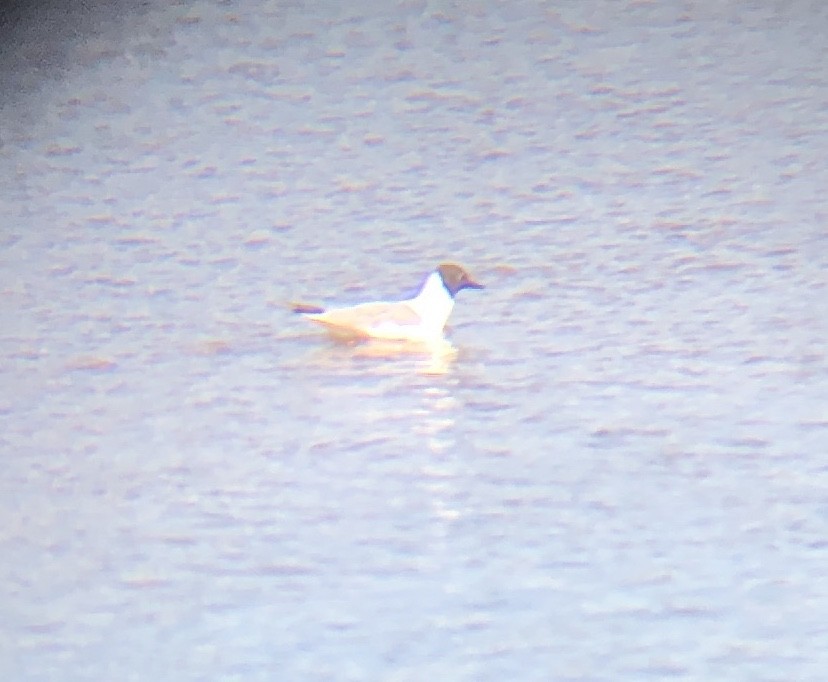 Bonaparte's Gull - ML250946091