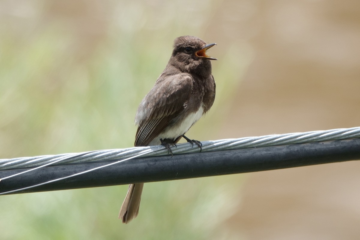 Black Phoebe - ML250946481