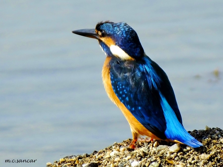 Common Kingfisher - ML250947461