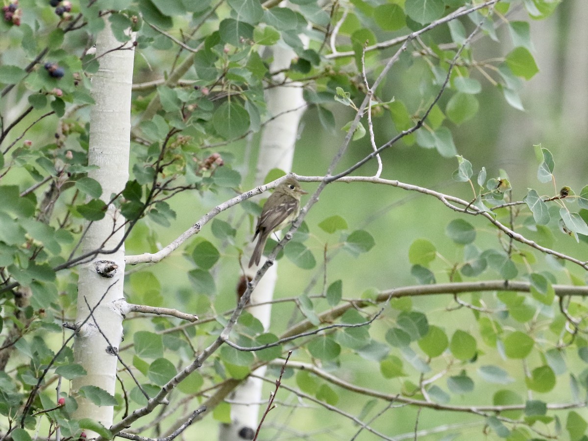 Western Flycatcher (Cordilleran) - ML250949681