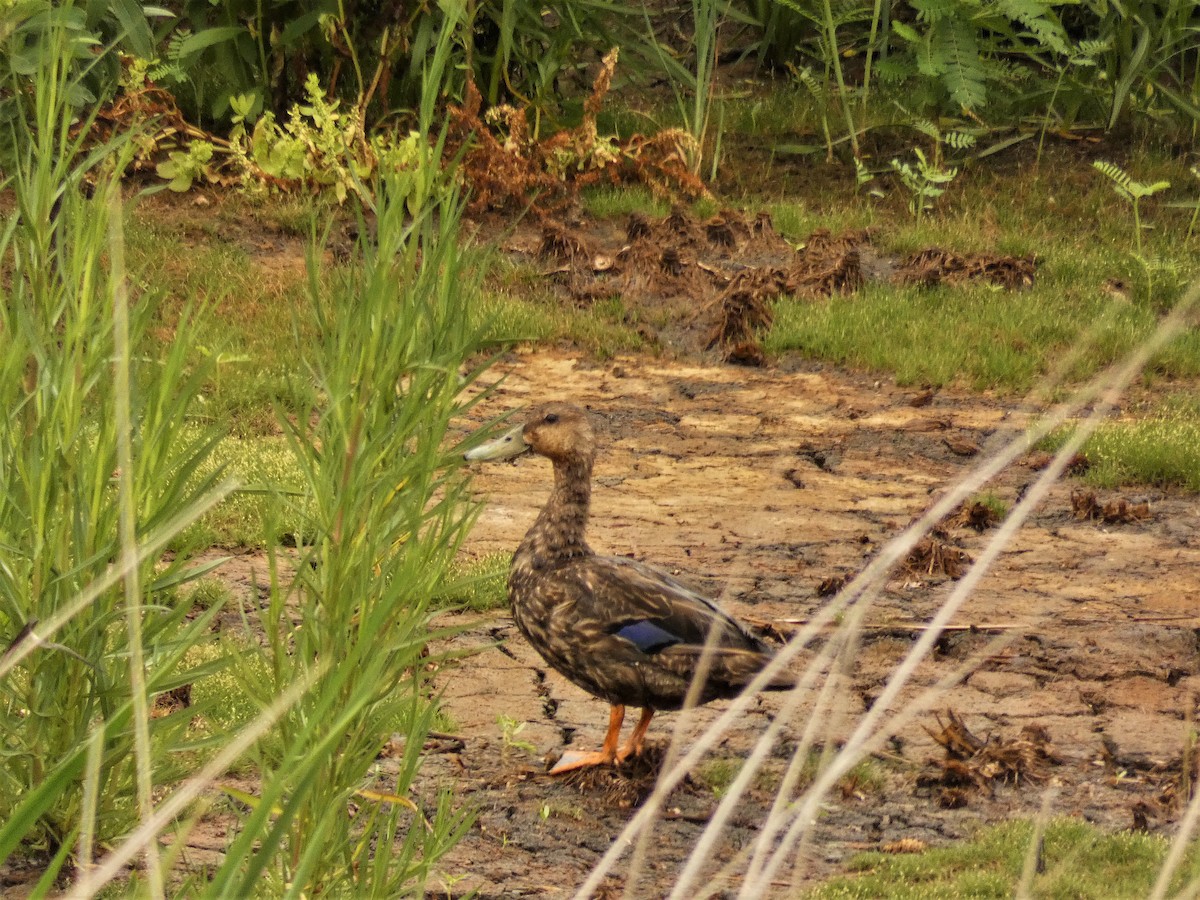 Mottled Duck - ML250952021