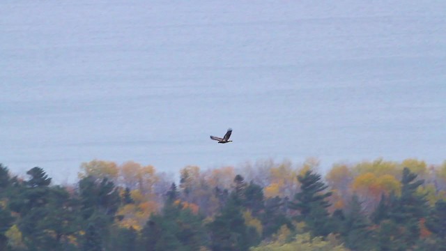 Bald Eagle - ML250952101