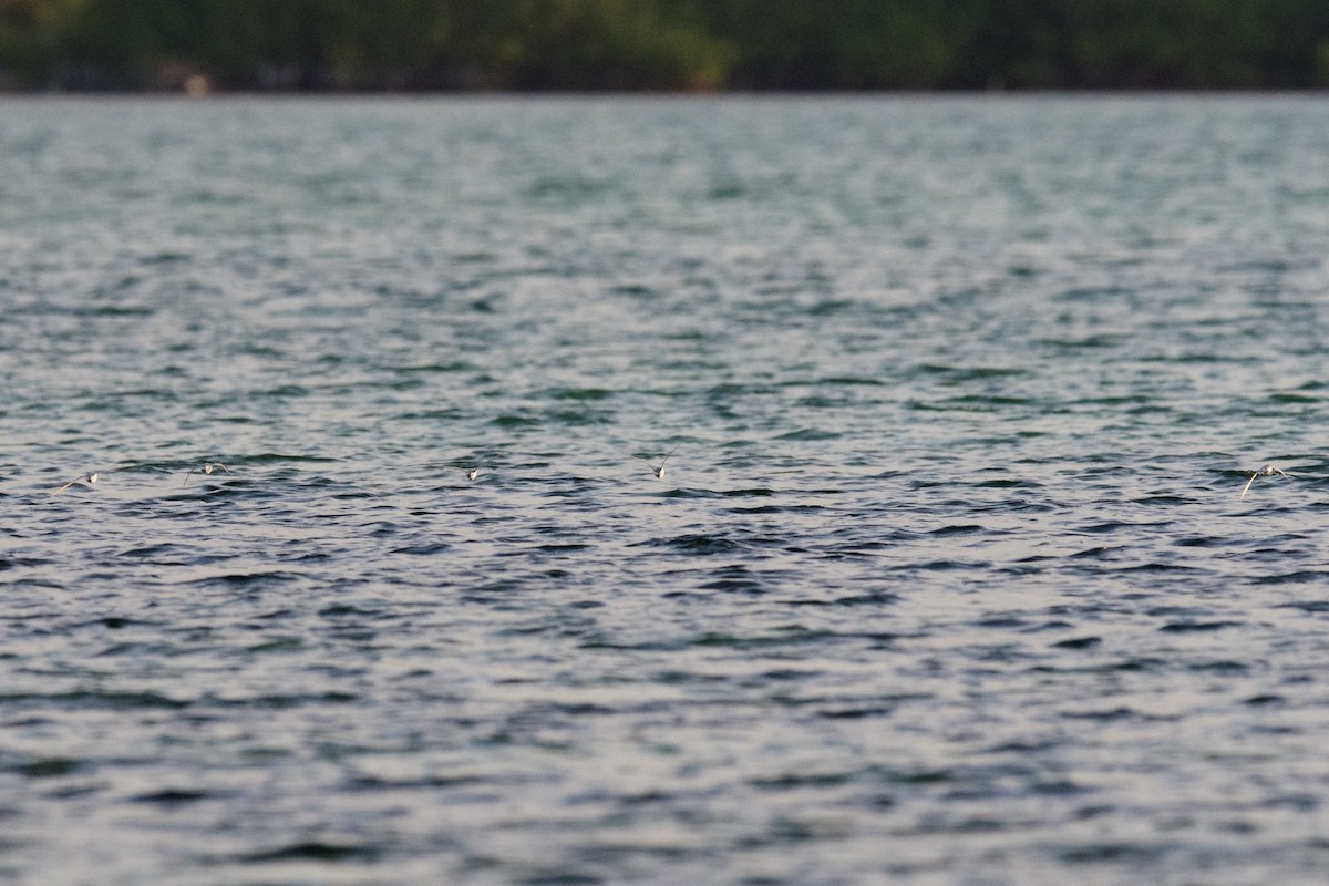 Piping Plover - ML25095241