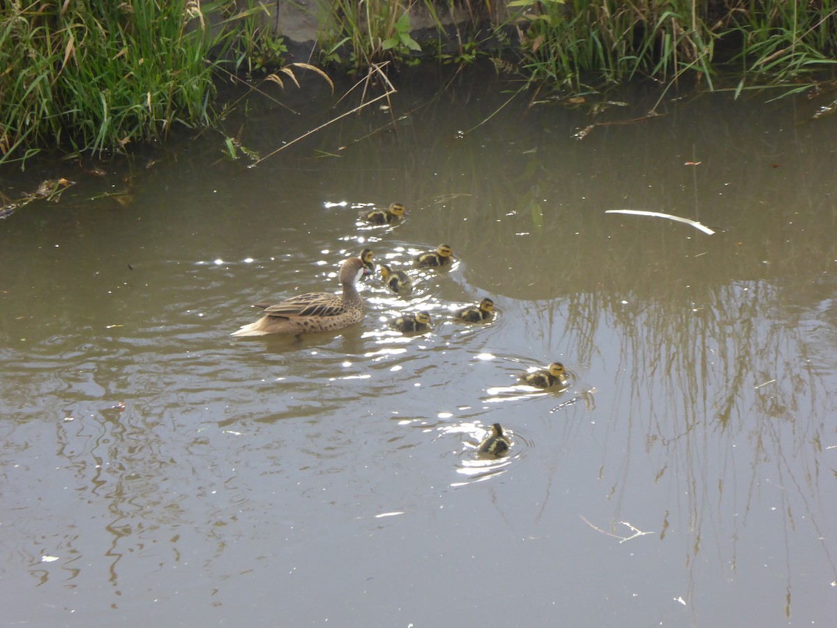 White-cheeked Pintail - Maartje Musschenga