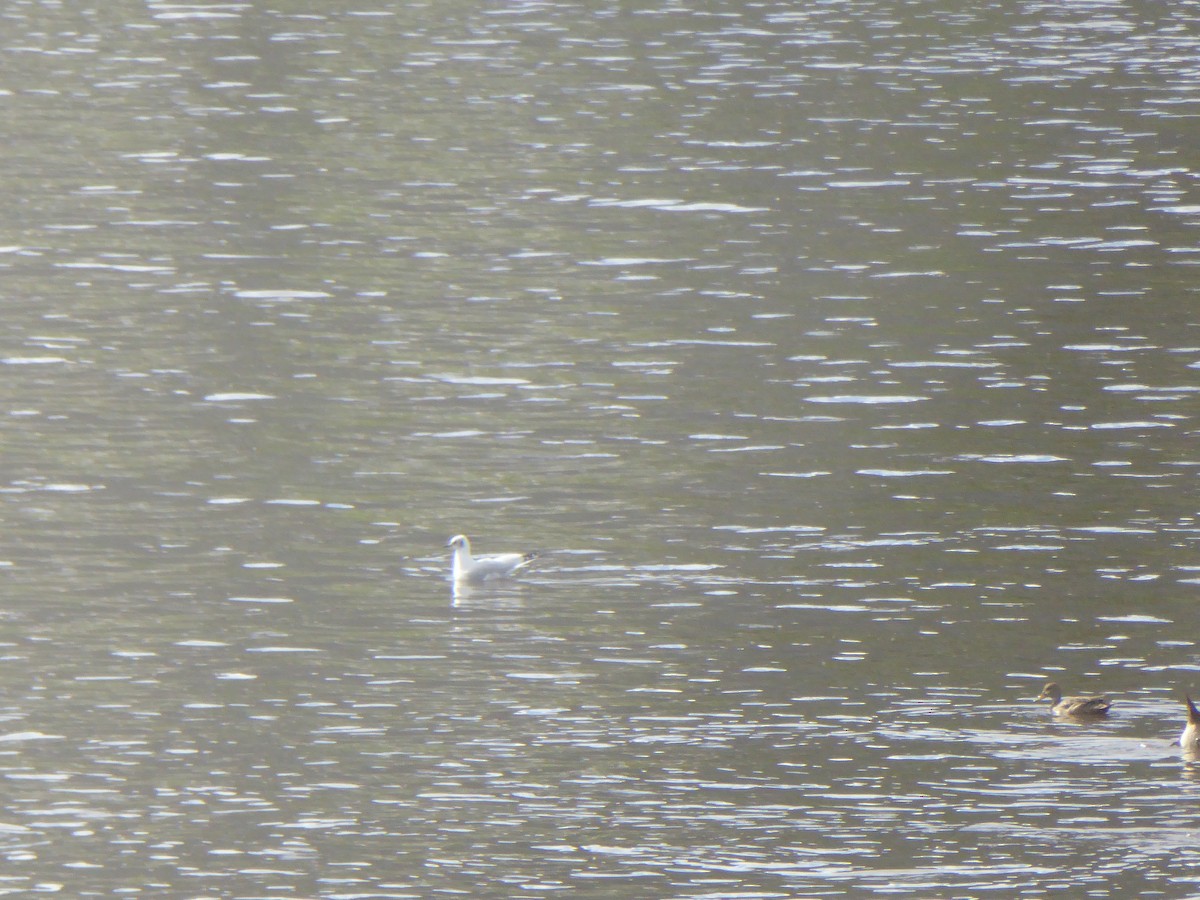 Andean Gull - Maartje Musschenga