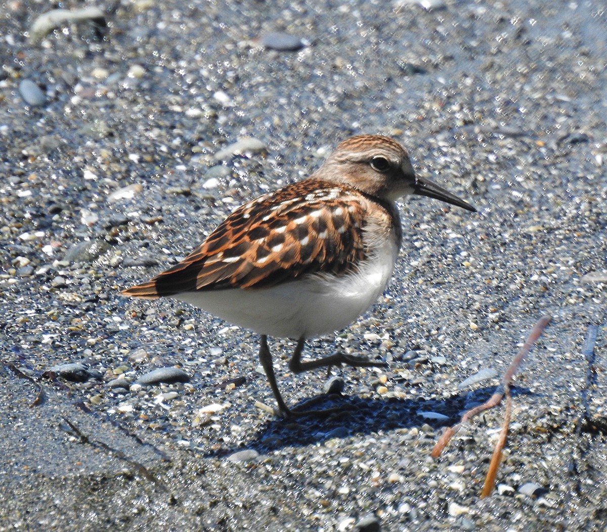 Least Sandpiper - Joel Schmidt