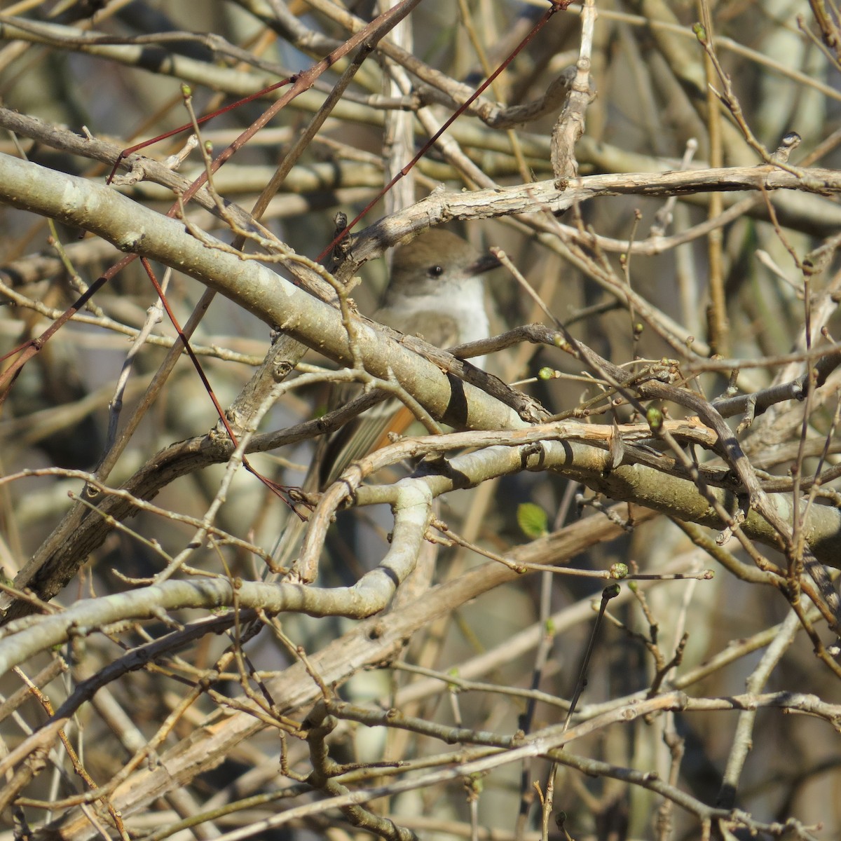 Ash-throated Flycatcher - ML25096011