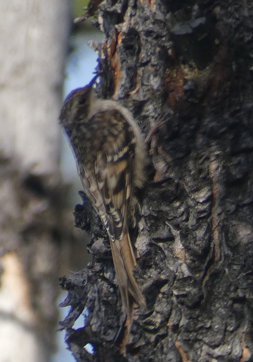 Brown Creeper - ML250960291