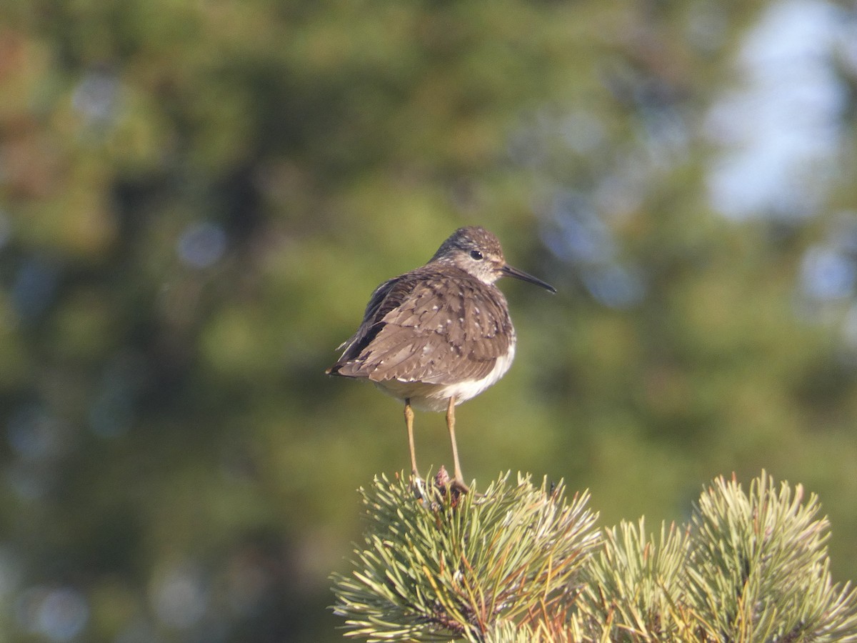 Solitary Sandpiper - ML250960301