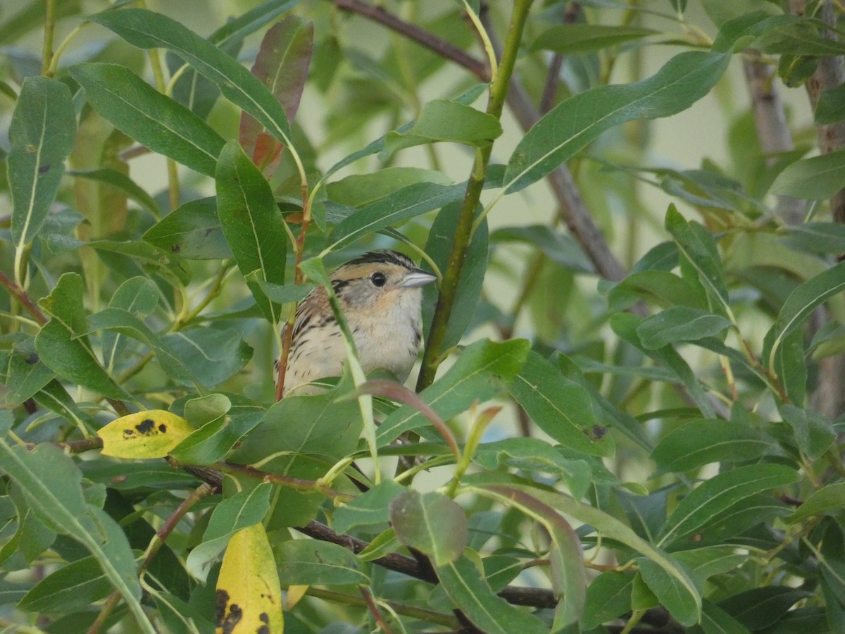 LeConte's Sparrow - ML250960711