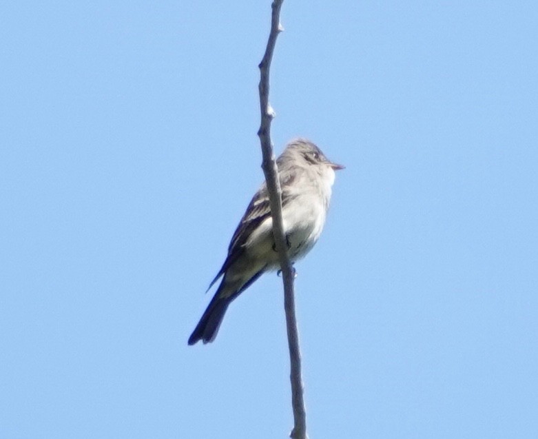 Western Wood-Pewee - sonja raub