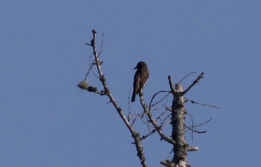 Olive-sided Flycatcher - Jay McGowan