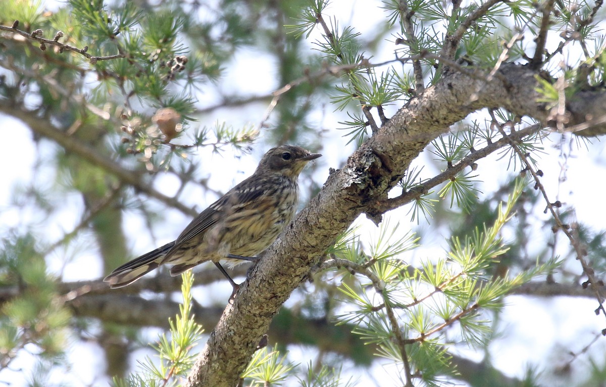 Yellow-rumped Warbler (Myrtle) - ML250963761