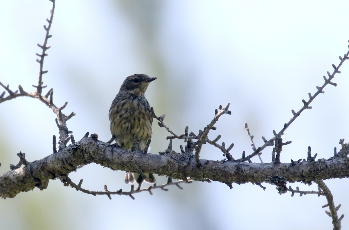 キヅタアメリカムシクイ（coronata） - ML250963791