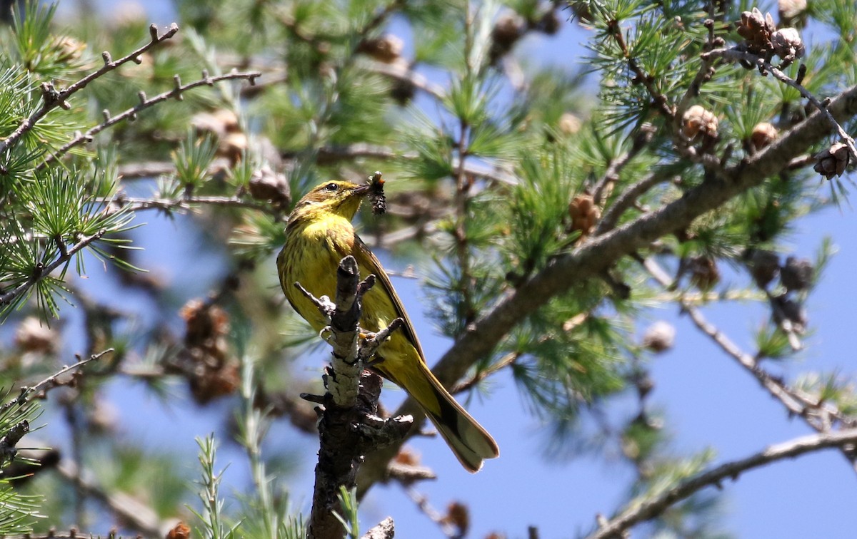 Palm Warbler (Yellow) - Jay McGowan