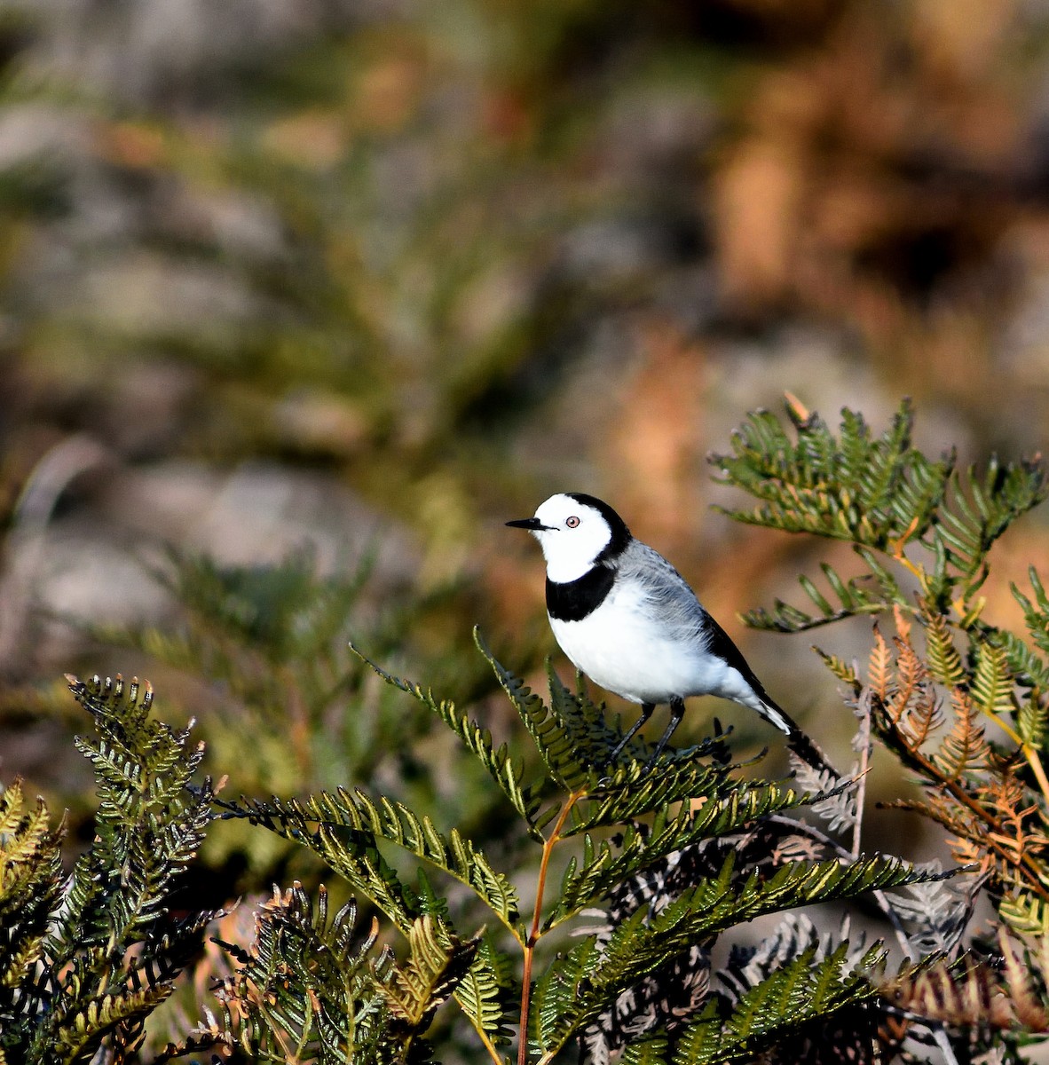 White-fronted Chat - ML250965931
