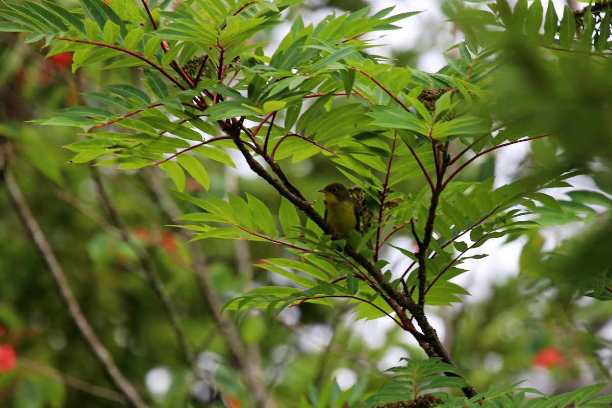 Canada Warbler - ML250967251