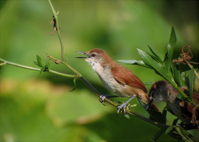 Yellow-chinned Spinetail - ML250967651