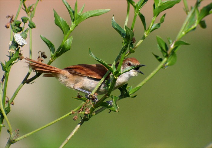 Yellow-chinned Spinetail - ML250967661