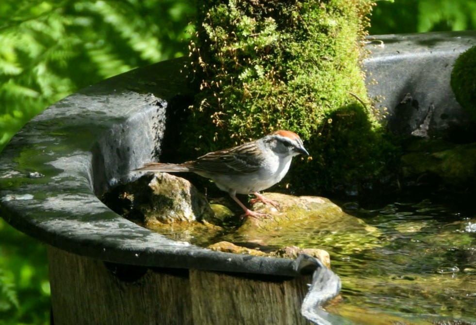 Chipping Sparrow - Capt. Ed Brown
