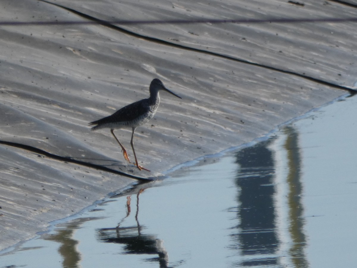 Greater Yellowlegs - Brian Nicholas