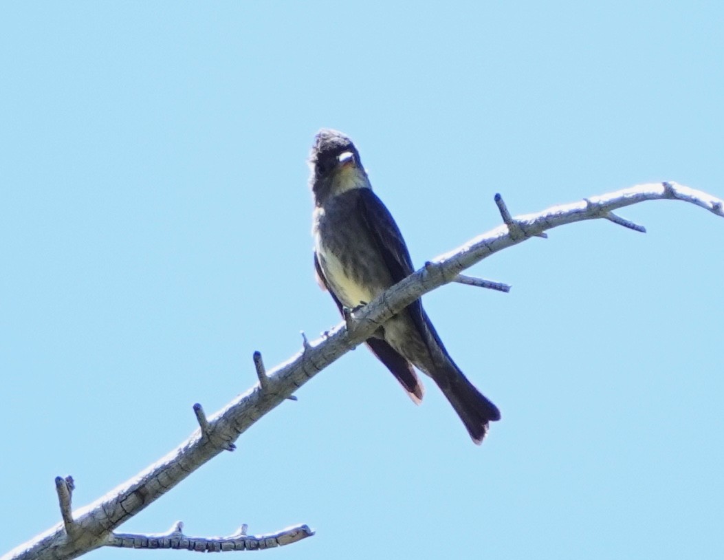 Olive-sided Flycatcher - ML250968431