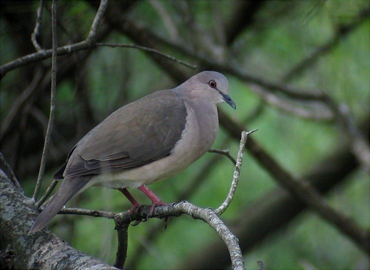 White-tipped Dove - Andre Moncrieff