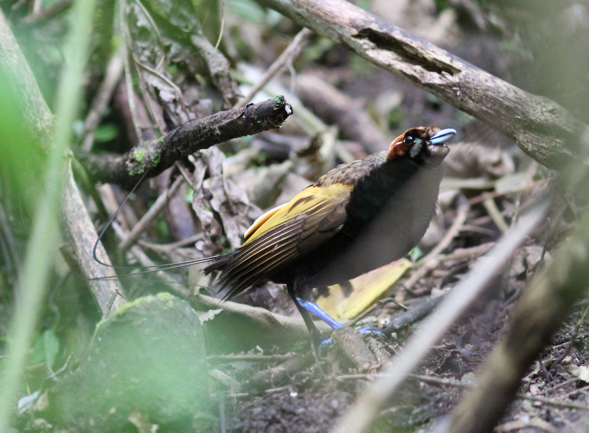 Magnificent Bird-of-Paradise - ML250969941