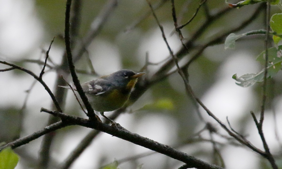 Northern Parula - ML250970251