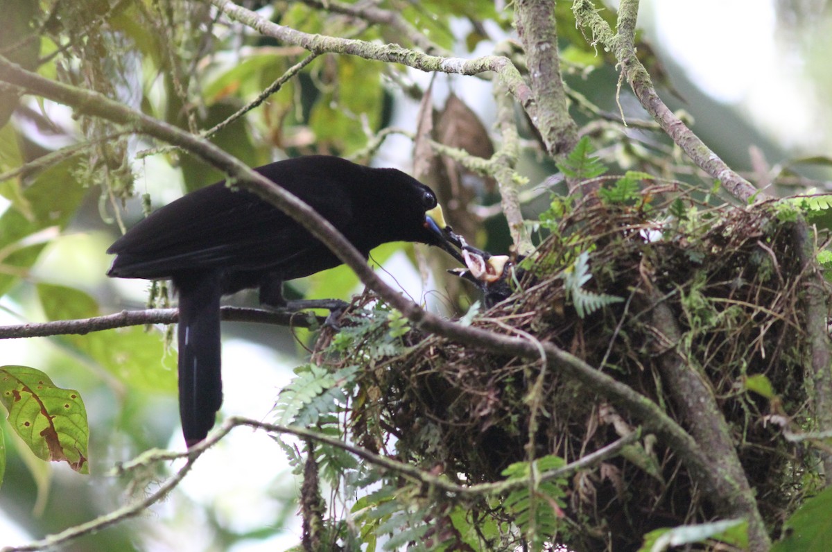 Long-tailed Paradigalla - Stephan Lorenz