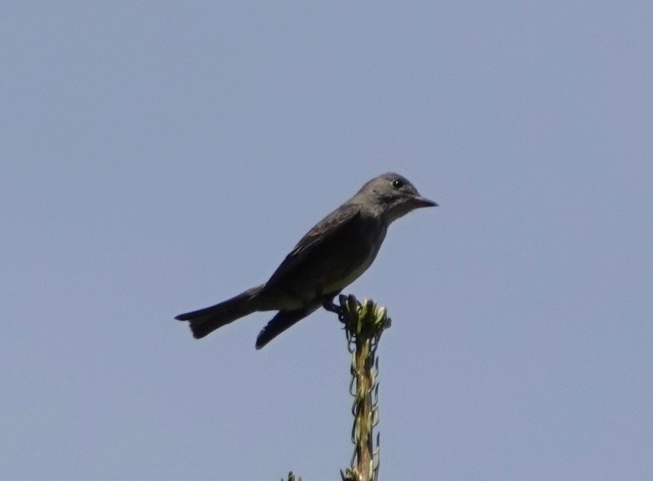 Olive-sided Flycatcher - ML250971451