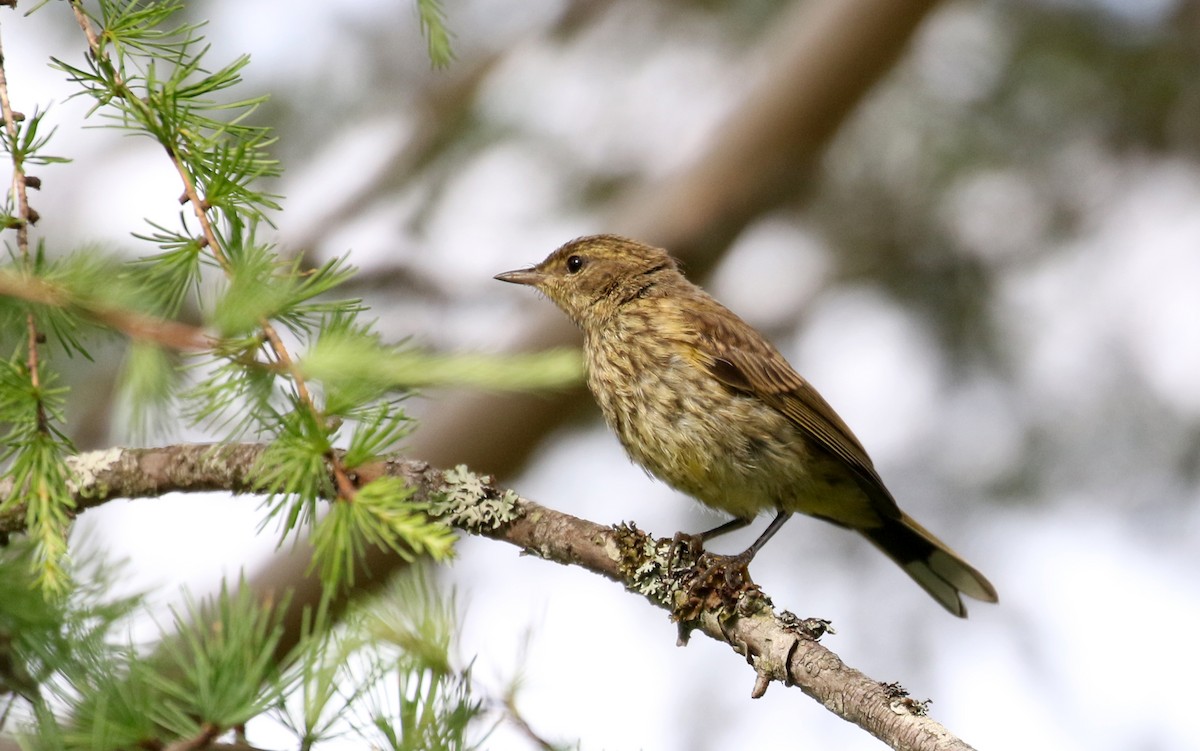 Palm Warbler (Yellow) - Jay McGowan
