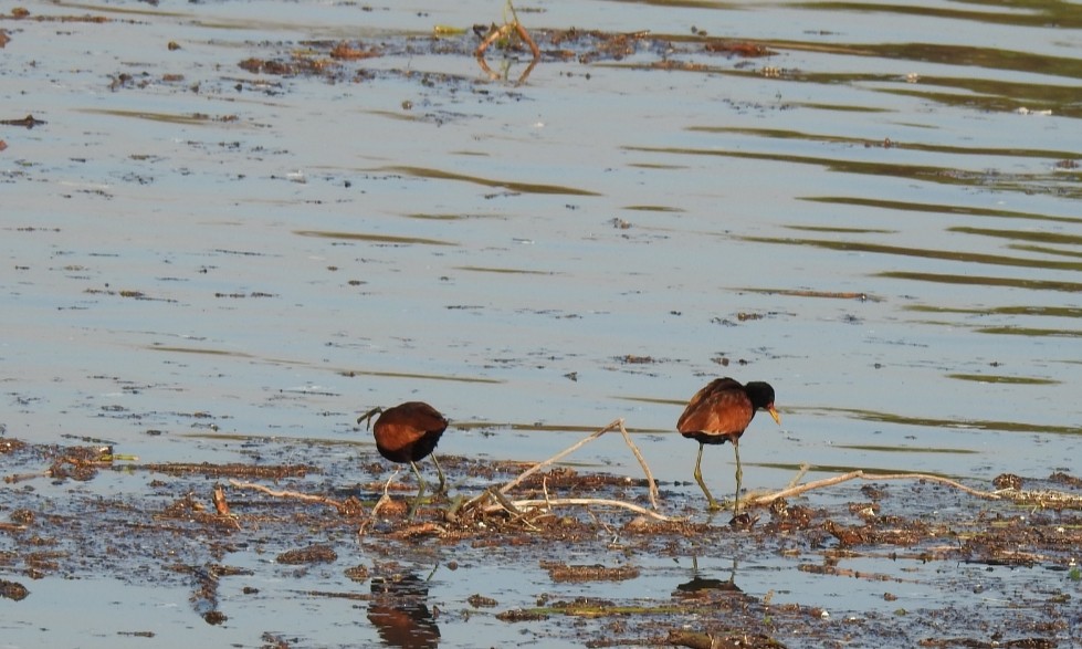 Wattled Jacana - ML250972831