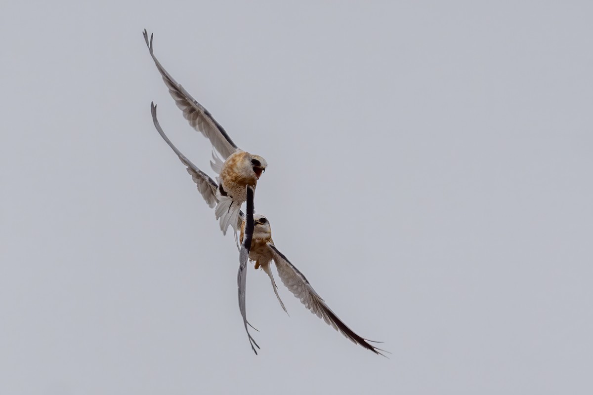 White-tailed Kite - Becky Matsubara