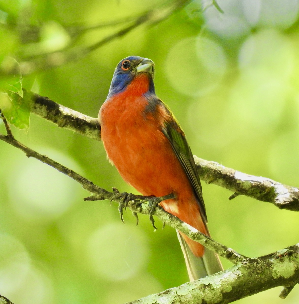 Painted Bunting - Van Remsen